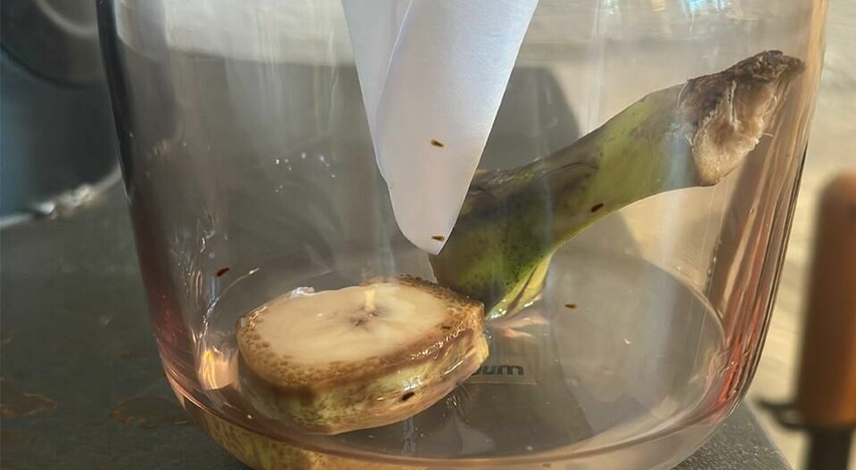 Hjemmelaget bananfluefelle i aksjon. Se lenken under for å lære hvordan du lager denne fellen selv. (Foto: Kreative Ideer/ Miriam Schjetlein) Bildet viser en hjemmelaget felle for bananfluer laget ved å plassere en bananskive i et gjennomsiktig glass. I glasset ligger en bit av en bananstilk, som er delvis brun, og en bananskive som ser ut til å ha trukket til seg små bananfluer. En papirtrakt er plassert over åpningen for å lede fluene inn. Glasset står på en mørk overflate i et opplyst rom.