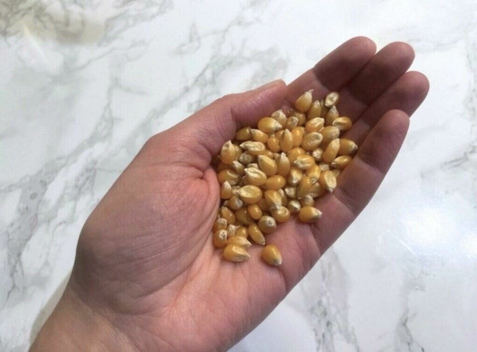 Basert på fiber, fullkorn og antioksidanter er popcorn kongen av all snacks, forteller ekspertene. Vi forteller hvor mye kalorier, næringsstoffer og fiber den smakfulle maissnacksen har. (Foto: Cecilie Aasland / ABC Startsiden) Bildet viser en hånd som holder en mengde upoppede popcornkjerner. Kjernene er små, gylne og glatte, med en hard overflate som er typisk for maiskorn før popping. Hånden er plassert mot en hvit bakgrunn med et marmormønster. Bildet fremhever teksturen og fargen på kjernene og gir et inntrykk av naturlige råvarer klare til bruk. Er du ute etter sunn snacks og glad i popcorn? Ifølge forskning kan det faktisk være et bedre valg enn både frukt, grønnsaker og havregryn! Vi forteller også hvor mange kalorier det er i popcorn.