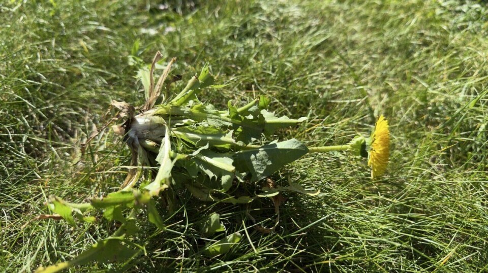 En nylig luket løvetann med rot og blomst Et nærbilde av en hel løvetannplante som ligger i gresset etter å ha blitt luket opp. Røttene, bladverket og blomsten er synlige, og viser hvor dyp og kraftig roten kan være – noe som gjør løvetann vanskelig å fjerne uten riktig teknikk.