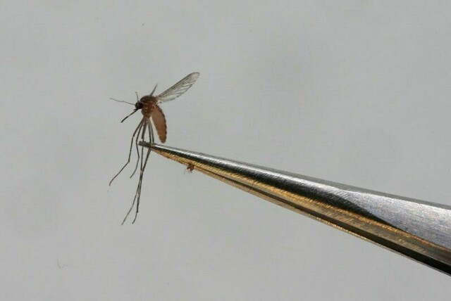 Chikungunyafeber er en virussykdom som spres med mygg.