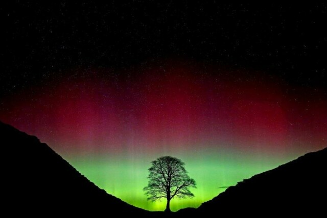 Nordlys over Sycamore Gap-treet ved Hadrians mur før det ble felt i 2023.
