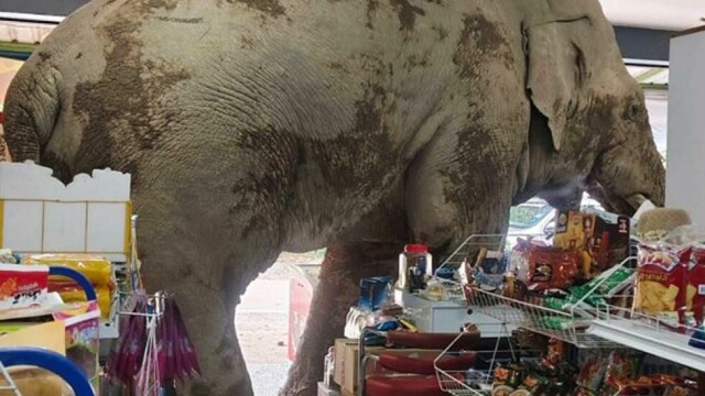Ingen elefant i glasshus, men snarere en trang dagligvarebutikk.