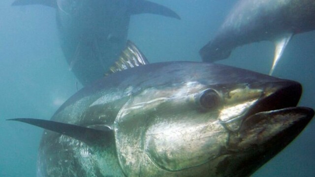 Blåfinnet tunfisk av arten Thunnus orientalis nær Ensenada i Mexico. Dette er en av tre arter, der den atlantiske makrellstørja er den største.