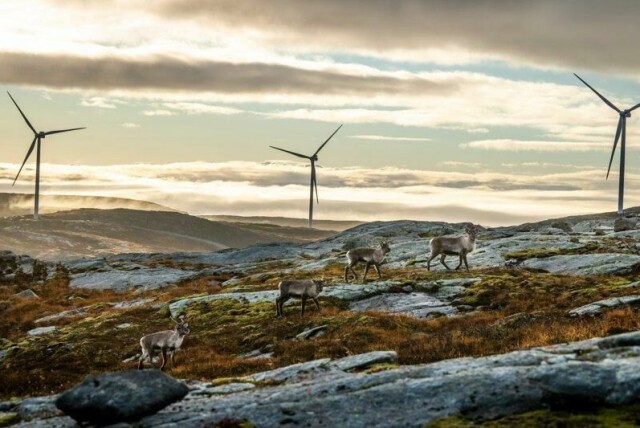Det ble bråk om vindturbinene på Fosen, nå brygger det opp til konflikt mellom samiske interesser og behovet for ny kraft knyttet til elektrifiseringen av Melkøya.