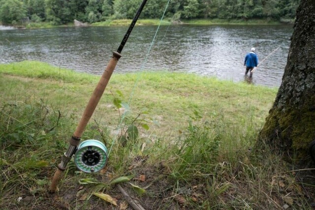 Laksebestandene har falt dramatisk, og i et økende antall elver er det ikke lenger høstbart overskudd. Hvis utviklingen fortsetter, kan laksefisket bli stoppet.