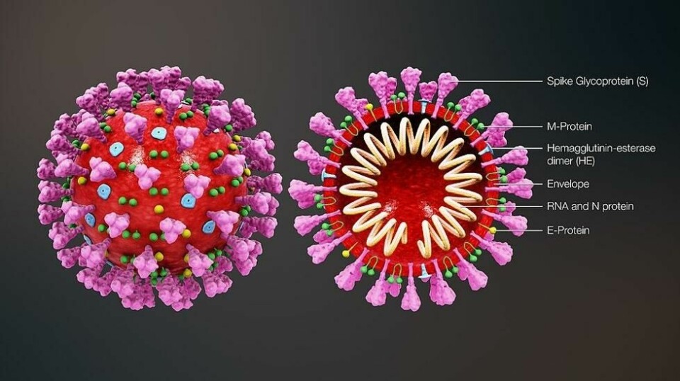 Coronaviruset skiller seg fra influensavirus på flere måter.