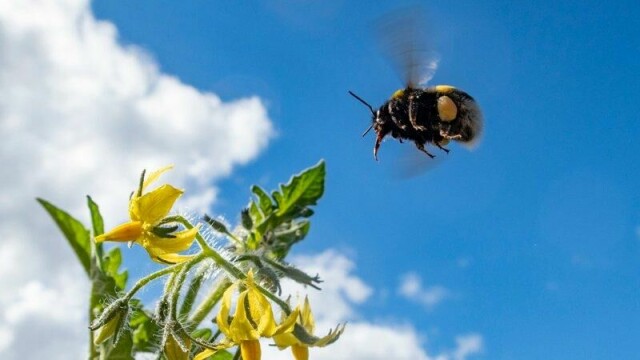 Humler vil ikke ha striglet gressplen, sier WWF, som håper nordmenn blir med på initiativet om å anlegge villere hager og la det gro til.