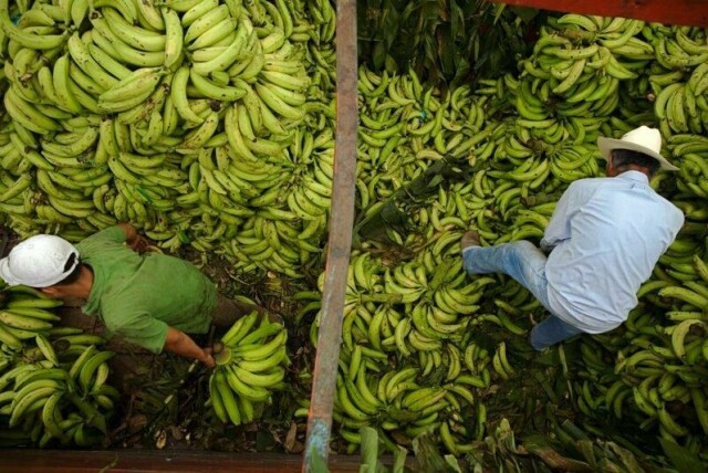 Banandyrkende bønder i Guatemala forteller om en dramatisk utvikling, der hele plantasjer visner og dør, og at bøndene dermed mister livsgrunnlaget sitt. Her fra et bananmarked i Guatemala by.