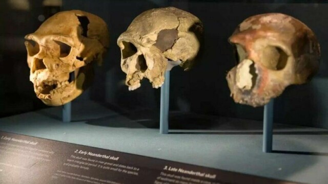Forskere har oppdaget flere menneskearter opp gjennom årene, blant annet Homo neanderthalensis som er avbildet her. Nå har en ny mulig art, Homo juluensis, blitt lagt til.