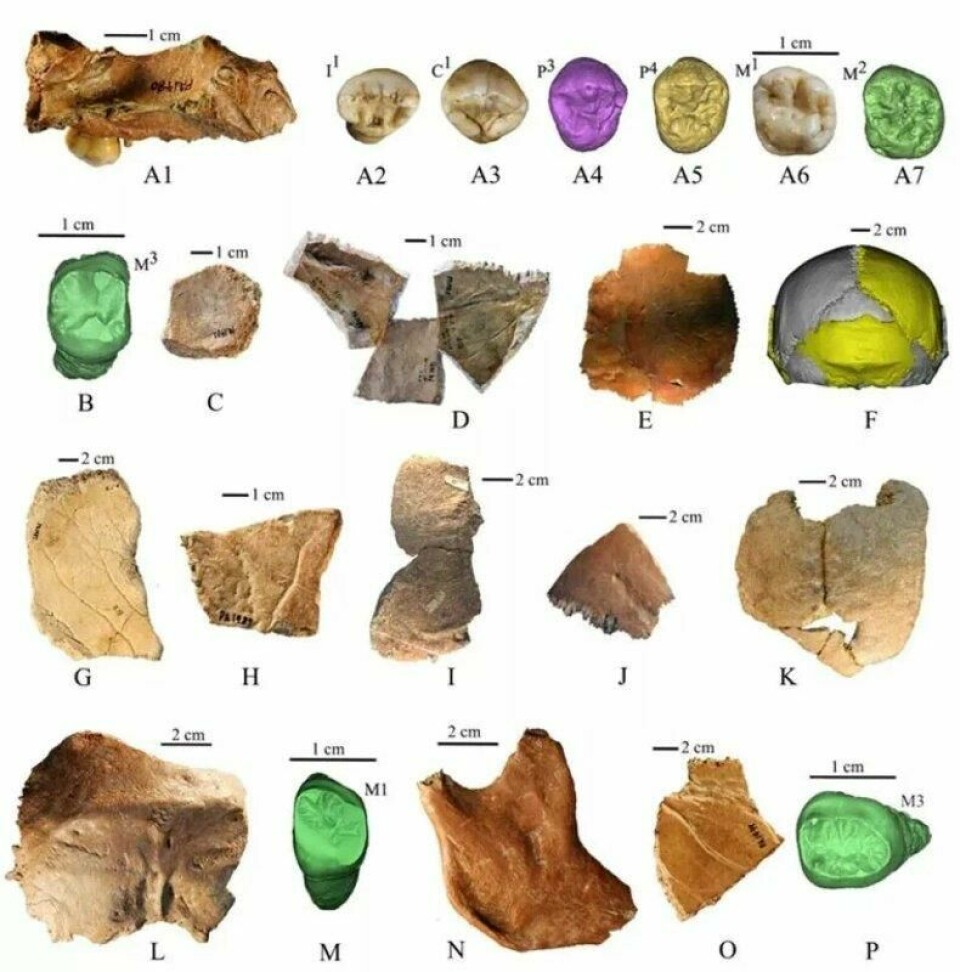 Bein- og tannfossiler funnet i Xujiayao i Kina som forskerne mener stammer fra Homo juluensis. Bein- og tannfossiler funnet i Xujiayao i Kina som forskerne mener stammer fra Homo juluensis. Foto: Xiujie Wu, Christopher J. Bae