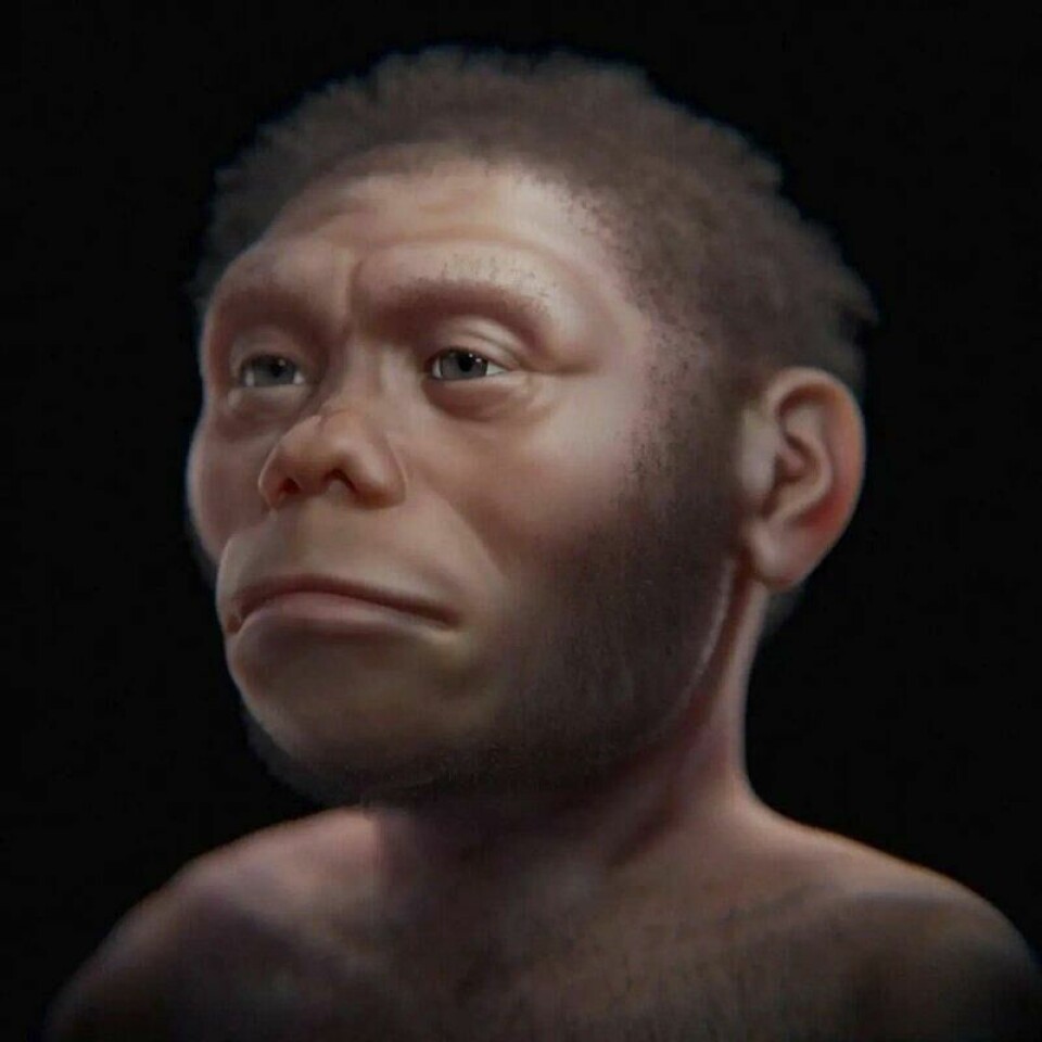 3D-illustrasjon av hvordan Homo floresiensis kan ha sett ut. 3D-illustrasjon av hvordan Homo floresiensis kan ha sett ut. Foto: Cicero Moraes / CC BY-SA 4.0