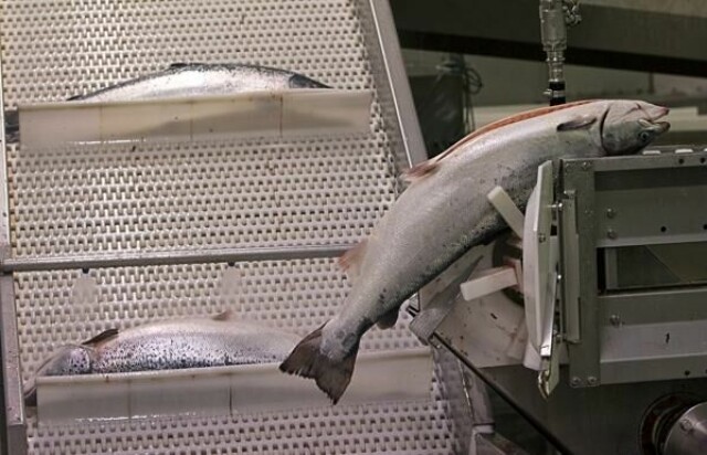 Politiet mener å bevis for at fisk som har blitt liggende for lenge på lager, har blitt ommerket for å forlenge holdbarhetsdatoen. Illustrasjonsfoto: Terje Bendiksby / NTB