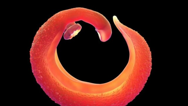 Forskere advarer mot parasitten schistosomiasis, som for tiden sprer seg til flere europeiske feriesteder.