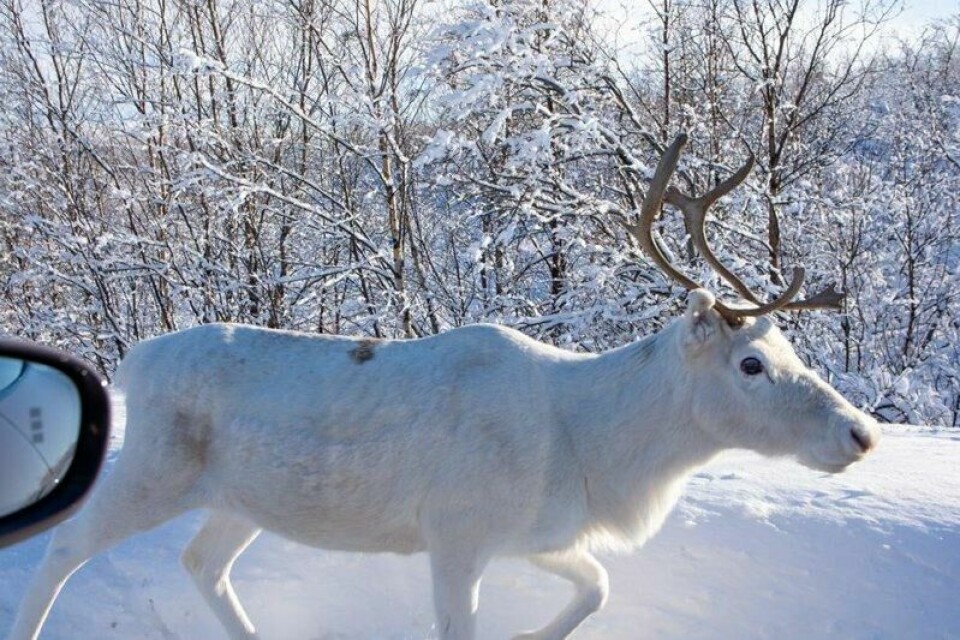 Denne hvite reinen hadde nærmest perfekt kamuflasje i det snødekte landskapet. Den kom helt bort til bilen for å hilse på. Denne hvite reinen hadde nærmest perfekt kamuflasje i det snødekte landskapet. Den kom helt bort til bilen for å hilse på. Foto: Ragnvald Johansen / Finansavisen