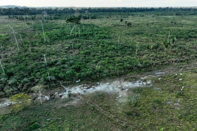 Kyr går langs et avskoget område i Brasil i juli 2023. Norges klimabistand går blant annet til å bevare regnskogen. Arkivfoto: Andre Penner / AP / NTB
