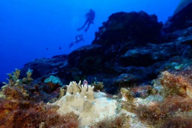 Her kan man se bleket korall ved Flower Garden Banks National Marine Sanctuary, utenfor kysten av Galveston, Texas i 2023. Verden gjør ikke nok for å beskytte korallrevene som er livsviktige marine økosystemer som beskytter biologisk mangfold, produserer noe av oksygenet vi puster inn, bremser erosjon og opprettholder livet under vann. Arkivfoto: LM Otero /AP / NTB