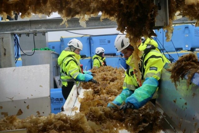 Ocean Forest-arbeidere høster tare på vestlandskysten. Bellona mener at karbonlagringsevnen til taren gjør den til en viktig del av det grønne skiftet.
