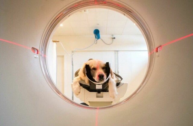 Forebyggende helsetiltak, som vaksiner og tannrens, bidrar mest til å forlenge kjæledyrs levetid. Men også operasjoner og diagnostisering er blitt vanligere, så folk får beholde kjæledyrene lengre.