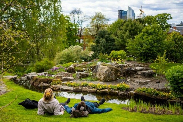 Rådyr trasker rundt i Botanisk hage og spiser planter de ikke skal spise. Illustrasjonsfoto: Håkon Mosvold Larsen / NTB