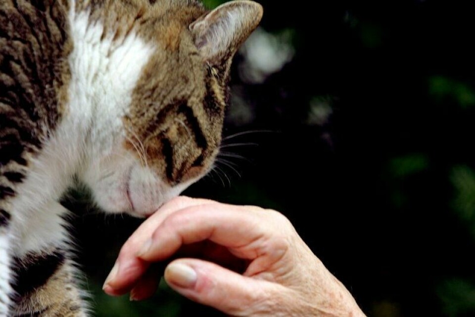 I DyreIDs database ligger det rundt 409.000 katter. Snittkatten er en 8,1 år gammel huskatt, ved navn Luna eller Simba, og forventet levetid på 15 år. I DyreIDs database ligger det rundt 409.000 katter. Snittkatten er en 8,1 år gammel huskatt, ved navn Luna eller Simba, og forventet levetid på 15 år. Foto: Sara Johannessen Meek / NTB
