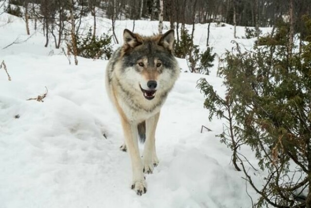 To hunder antas drept av ulv i Danmark. Her fra Langedrag. Illustrasjonsfoto: Heiko Junge / NTB