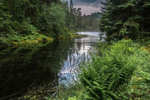 Det å se på natur kan gjøre smerte mindre fremtredende, viser ny forskning.