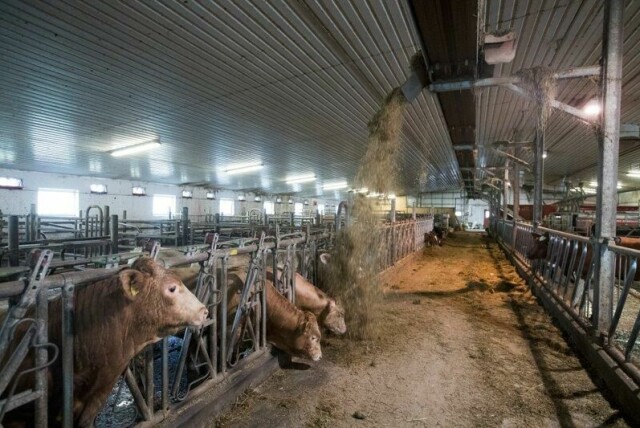 I 2024 var over halvparten av rapportene om vanskjøtsel i dyrehold knyttet til storfe. Besetningen på bildet har ikke noe med saken å gjøre. Illustrasjonsfoto: Terje Bendiksby / NTB