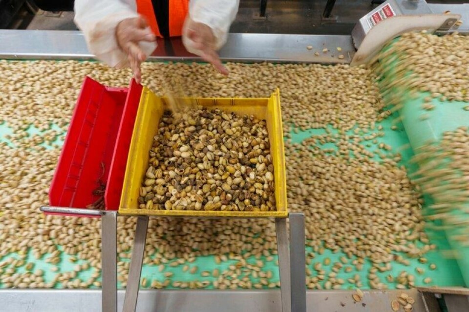 En dårlig pistasjhøst i USA i fjor er blant årsakene til at bransjen sliter med å finne nok nøtter til å tilfredsstille appetitten for «Dubai-sjokolade». En dårlig pistasjhøst i USA i fjor er blant årsakene til at bransjen sliter med å finne nok nøtter til å tilfredsstille appetitten for «Dubai-sjokolade». Foto: Damian Dovarganes / AP / NTB