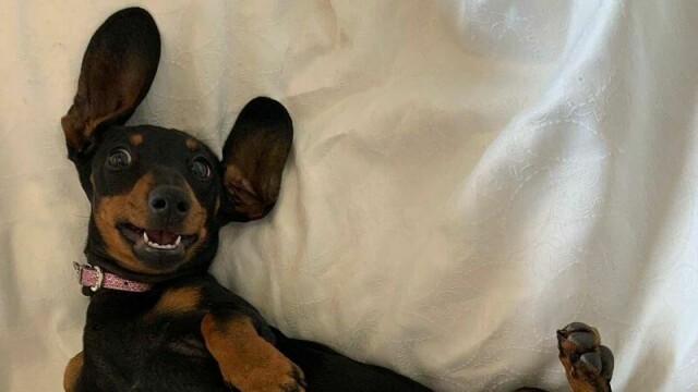 Dachshunden Valerie ble funnet etter 529 dager på rømmen.