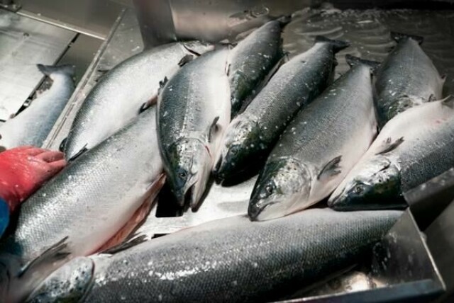Mattilsynet har mistanke om at et oppdrettsanlegg i Åfjord har fått den smittsomme laksesykdommen infeksiøs lakseanemi. Anlegget har fått forbud mot å flytte fisken, og kan bli nødt til å destruere alle fisk i anlegget hvis mistanken blir bekreftet. Illustrasjonsfoto: Gorm Kallestad / NTB