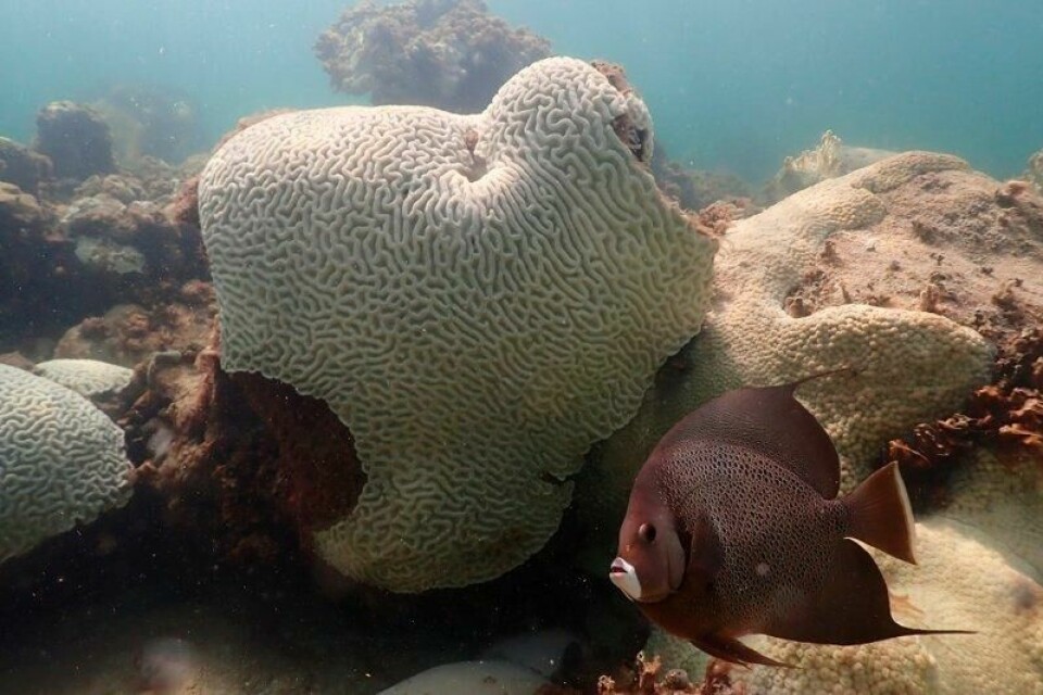 En fisk svømmer nær koraller som viser tegn til bleking ved Cheeca Rocks utenfor kysten av Florida. Ifølge forskere ser man nå bleking av korallrev over hele verden for fjerde gang, som følge av langvarig oppvarming av havene. Arkivfoto: Andrew Ibarra/NOAA via AP / NTB En fisk svømmer nær koraller som viser tegn til bleking ved Cheeca Rocks utenfor kysten av Florida. Ifølge forskere ser man nå bleking av korallrev over hele verden for fjerde gang, som følge av langvarig oppvarming av havene. Arkivfoto: Andrew Ibarra/NOAA via AP / NTB