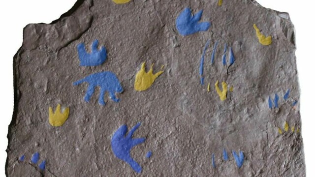 Dette bildet viser en sandsteinsplate med fossilfotavtrykk fra et reptillignende dyr som levde for omtrent 350 millioner år siden. Fotavtrykkene, som ble funnet nær Melbourne i Australia, er fremhevet i gult (forføtter) og blått (bakføtter) og viser bevegelsene til tre lignende dyr, ifølge forskerne.