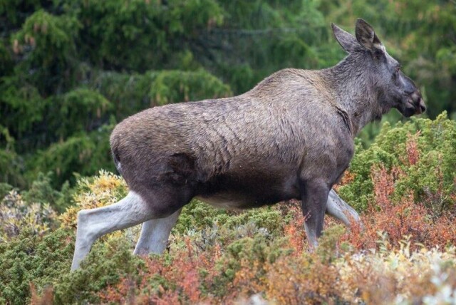 Statskog øker antallet elgjaktfelt for unge fra 13 til 30. På bildet ses en elgku på beite i Gravdalen mellom Vinstra og Kvam i Gudbrandsdalen. Arkivfoto: Paul Kleiven / NTB