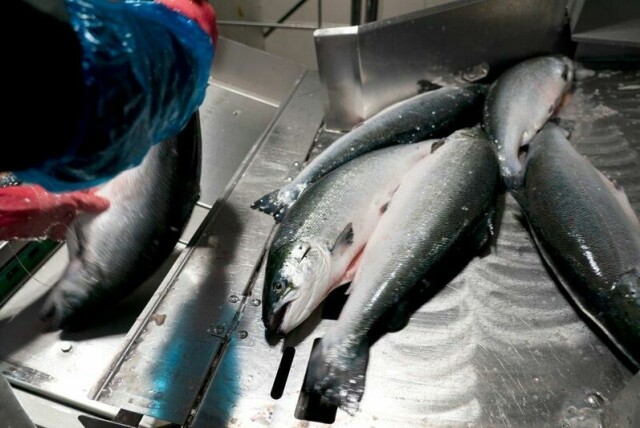 I første kvartal noterer Grieg Seafood et totalt slaktevolum på 20.770 tonn laks, under fjorårets 21.075 tonn i første kvartal.