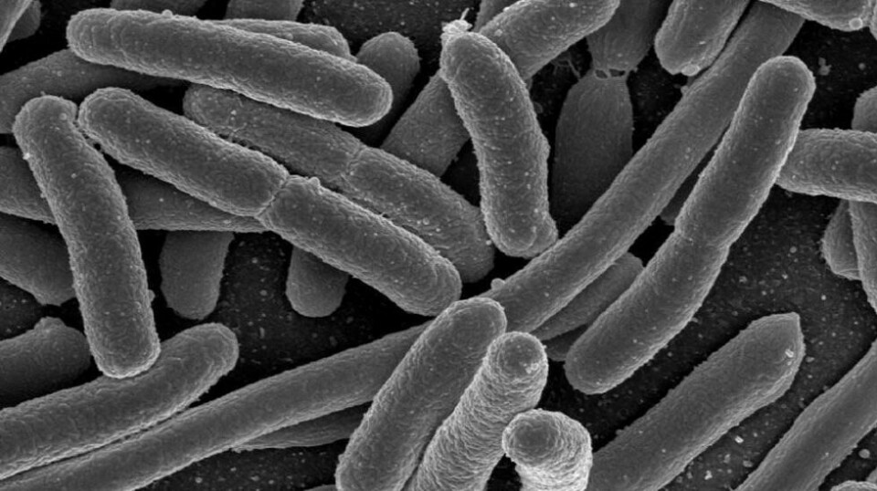 Escherichia coli tilhører tarmfloraen og gjør vanligvis ingen skade der. Utenfor tarmkanalen kan bakterien forårsake alvorlige infeksjoner. Den tilhører en av bakteriekategoriene WHO frykter skal utvikle resistens, og er trolig den alvorligste umiddelbare trusselen av disse i Norge. Illustrasjon: Rocky Mountain Laboratories, NIAID, NIH - NIAID/Wikimedia Commons (Public Domain).