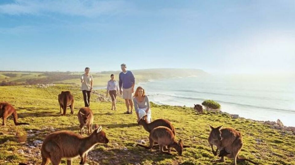 ANBEFALT REISEMÅL: Møt kenguruer og koalaer på Kangaroo Island i Sør-Australia.