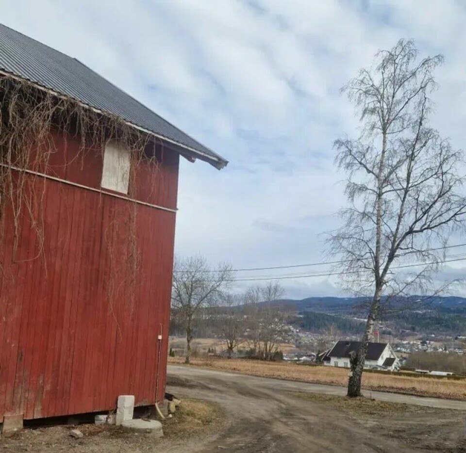 Bjørka ble plantet på den tomme graven i 1956, tror familien. Bjørka ble plantet på den tomme graven i 1956, tror familien. Foto: Nina Kristiansen