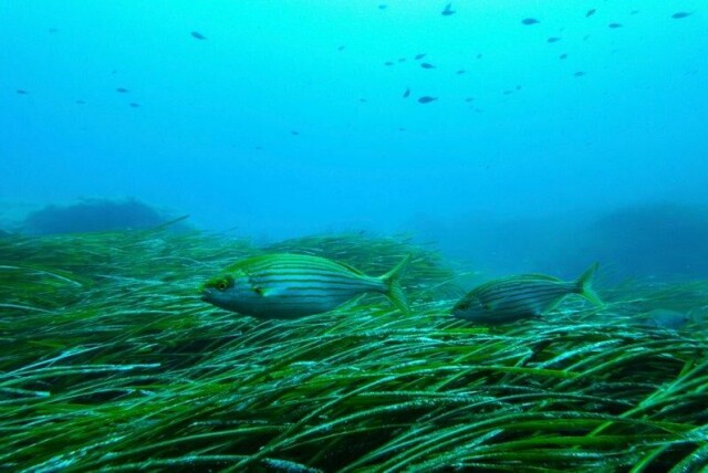 Okseøyefisk fotografert i den marine nasjonalparken Porquerolles i Frankrike i forkant av FNs havkonferanse, som starter for fullt i Nice mandag.