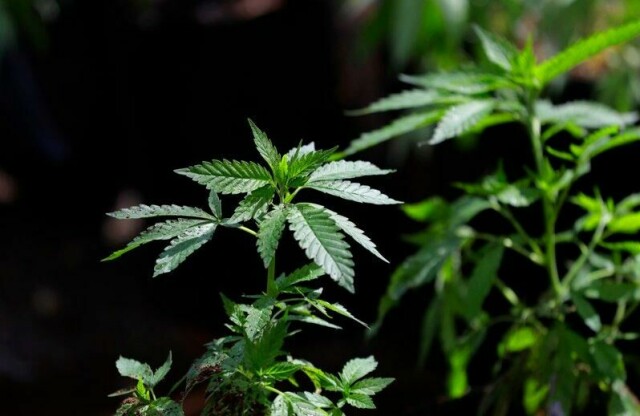 Cannabis er fortsatt det narkotiske stoffet som brukes mest i Europa, men syntetiske stoffer øker i omfang, ifølge EUs narkotikabyrå EUDA.