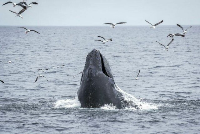 En knølhval, som kan bli nesten 19 meter lang, beiter på en fiskestim ved Channel Islands i California.