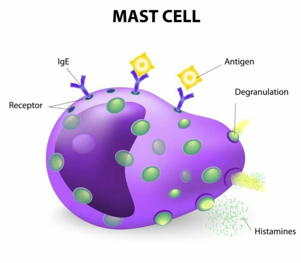 Her ser du en mastcelle. På utsiden av cellen sitter IgE – en slags y-formede antenne-lignende molekyler. Slike IgE-molekyler er tilpasset til et bestemt protein, for eksempel proteinet i bjørkepollen. Dette proteinet passer perfekt inn i formen i enden av IgE-molekylet. Når proteinet klikker på plass, reagerer mastcellen. Den pøser ut signalstoffer som histamin, som igjen skaper reaksjoner i vevet rundt. Her ser du en mastcelle. På utsiden av cellen sitter IgE – en slags y-formede antenne-lignende molekyler. Slike IgE-molekyler er tilpasset til et bestemt protein, for eksempel proteinet i bjørkepollen. Dette proteinet passer perfekt inn i formen i enden av IgE-molekylet. Når proteinet klikker på plass, reagerer mastcellen. Den pøser ut signalstoffer som histamin, som igjen skaper reaksjoner i vevet rundt. Foto: Designua / Shutterstock / NTB