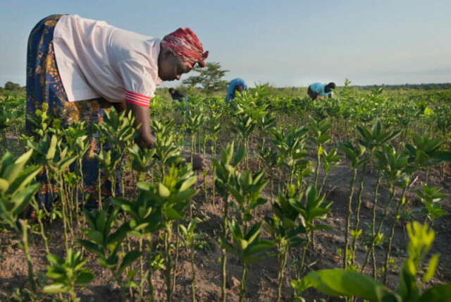 Hensynet til et tillitsfullt forhold til partneren er årsaken som trekkes fram av norske organisasjoner når de unnlater å foreta uanmeldte stikkprøver av prosjekter de har ansvar for. Uganda er blant landene der det oftest er avslørt mislighold og misligheter.