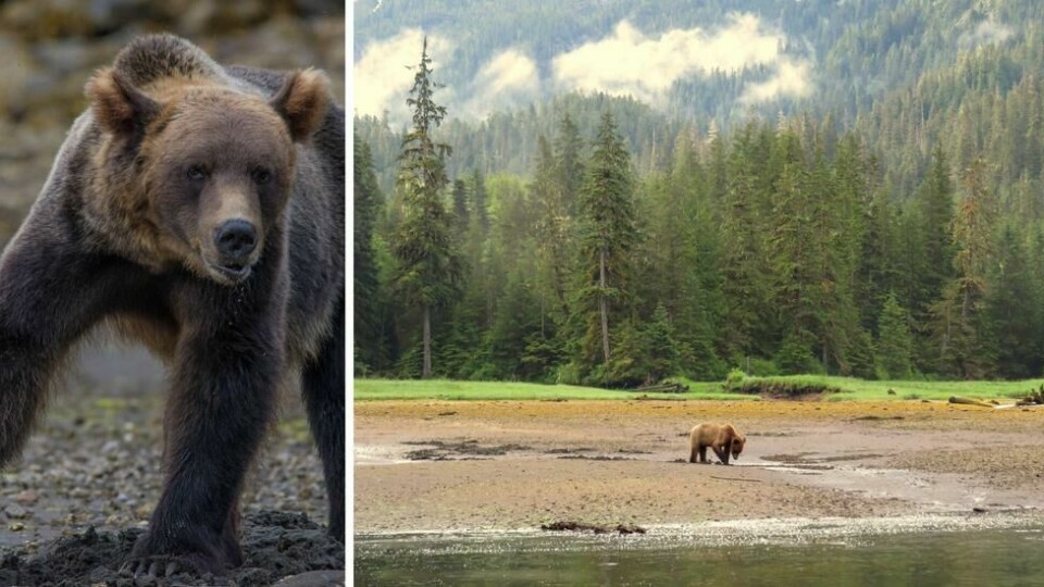 En grizzlybjørn titter nysgjerrig på folk i zodiacen. Bildet til høyre viser en bjørn som graver etter muslinger. En grizzlybjørn titter nysgjerrig på folk i zodiacen. Bildet til høyre viser en bjørn som graver etter muslinger. Foto: Jamie Hahn /Megan Baker