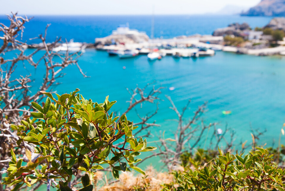 All inclusive-ferie på Rhodos: Nyt krystallklart vann, gresk kystidyll og avslappende dager ved Middelhavet. Utsikt over en idyllisk havn på Rhodos, med klart turkisblått vann, småbåter og solfylte klipper i bakgrunnen. Grønn busk i forgrunnen rammer inn det greske ferielandskapet.