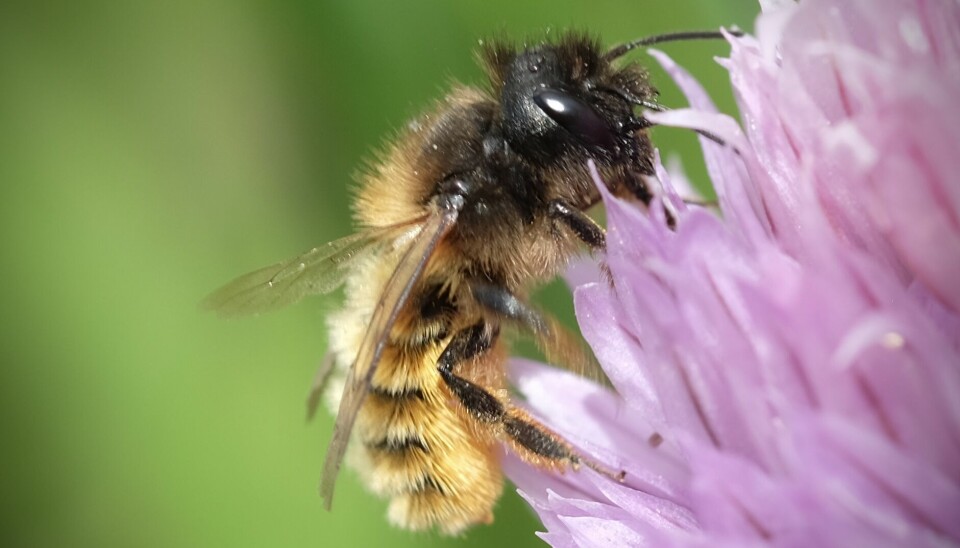 Bier, humler og andre pollinerende insekter er sentrale for økosystemene våre.