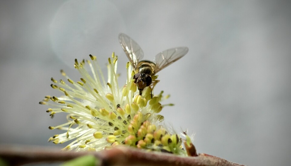 Blomsterflue på gåsunger av vier.