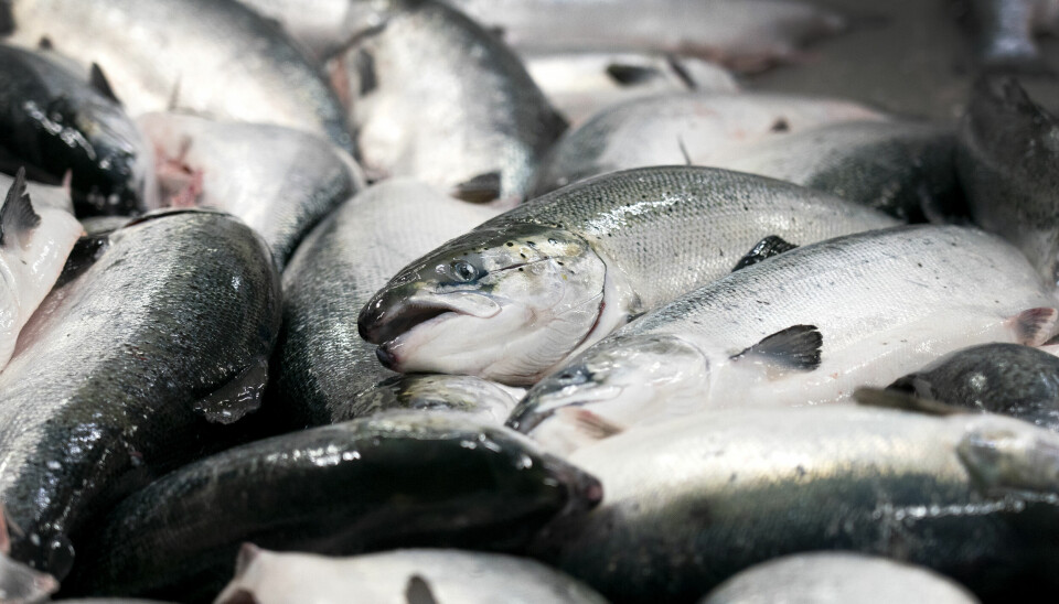 Det er nå et midlertidig forbud mot tradisjonell lakseoppdrett i Vadsø kommune. Illustrasjonsfoto: Gorm Kallestad / NTB