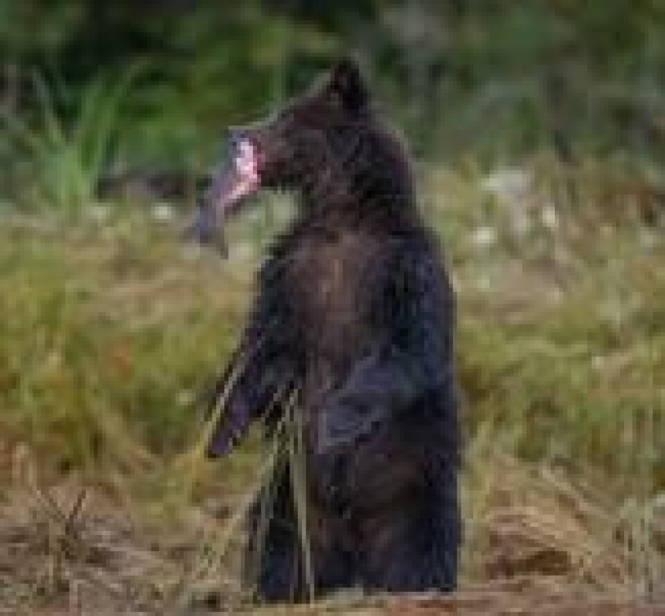 En grizzly nyter dagens fangst. En grizzly nyter dagens fangst. Foto: Jamie Hahn
