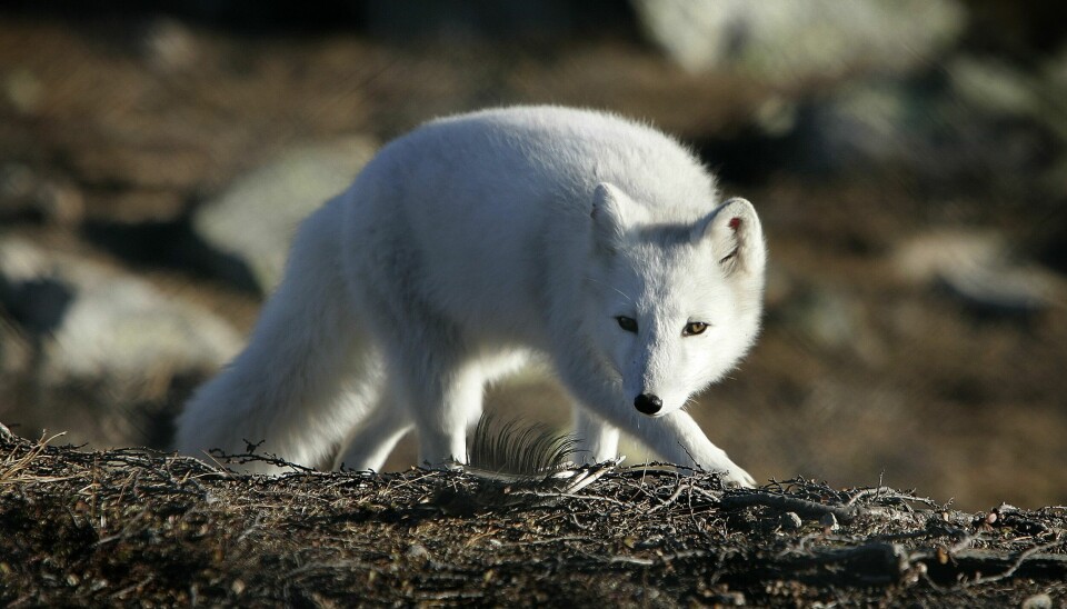 En fjellrev på Svalbard fikk påvist rabies. Her illustrert fra Dovrefjell.