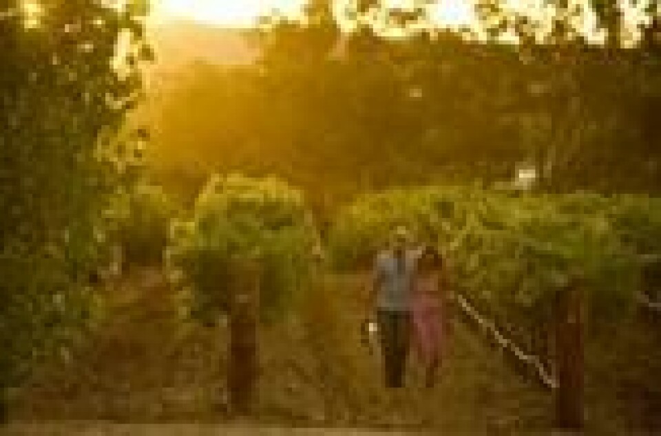 GODT Å DRIKKE: Vinparadiset Barossa Valley er en av hovedattraksjonene til Sør-Australia. Foto: Australiareiser GODT Å DRIKKE: Vinparadiset Barossa Valley er en av hovedattraksjonene til Sør-Australia. Foto: Australiareiser